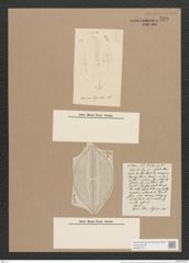 Navicula lyra var. costata Ehr. (de-Toni-Nr.: Genus 1, Species 327) Zeichnungen Sammlung Grunow Nr. 739 (NHMW-BOT-W0367127)